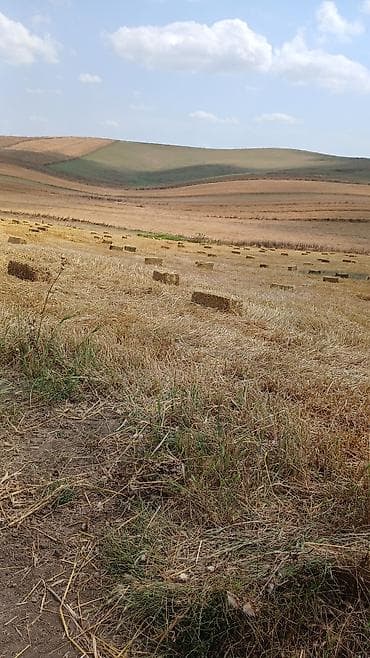 heyvan satisi: Saman balyaları – düzbucaqlı pres - Yeni biçindən toplanmış, quru və — 1