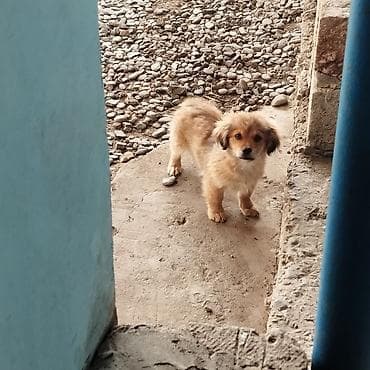 heyvan hekimi: Pekines, 3 ay, Dişi, Ünvandan götürmə, Pulsuz çatdırılma, Rayonlara çatdırılma — 1