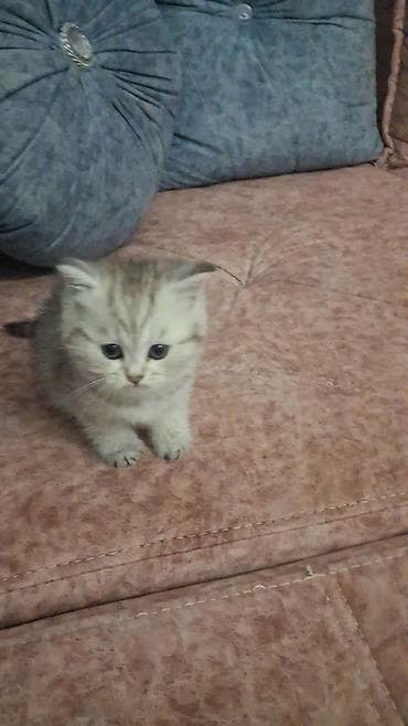 pişik yuva: Qızıl şinşilla, Dişi, Yaxşı əllərə, Ödənişli çatdırılma, Ünvandan götürmə — 4