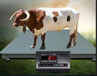 çəki: Tərəzi (Qapan), Nağd ödəniş — 12