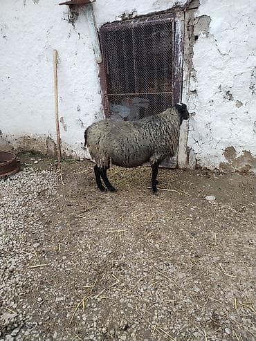 Digər heyvanlar: Erkək, Romanov, il: 1, Damazlıq — 7