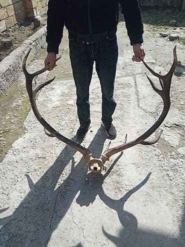 Məhsul: Təbii maral buynuzu kəllə sümüyü üzərində (tam trofey)