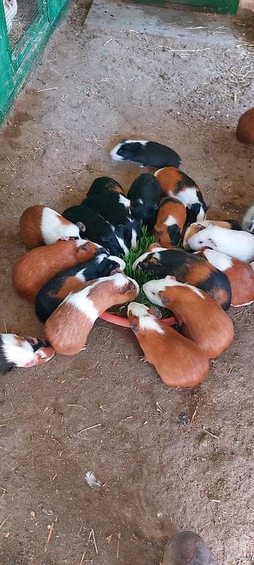 Atlar: Wekilde gorduyunuz Sivinkalar satilir xeyvanlarin saglamliqina — 7