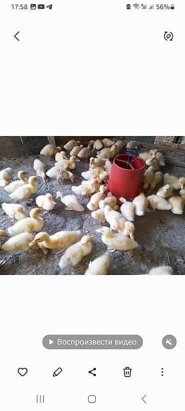 xaski gence: Ordek balalari: - Şəkillərdə çoxsaylı sağlam ördək balaları — 4