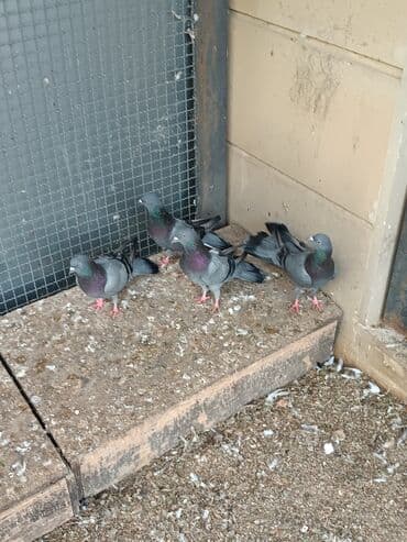 dəvəquşu yumurtası qiyməti: Şəkillərin hamısına baxın. hər cinsdə quşlar satılır . qiymət biri — 2