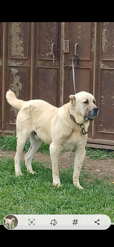 i̇tlər: Qurdbasar, 2 il, Erkek, Peyvəndli, Ödənişli çatdırılma — 2