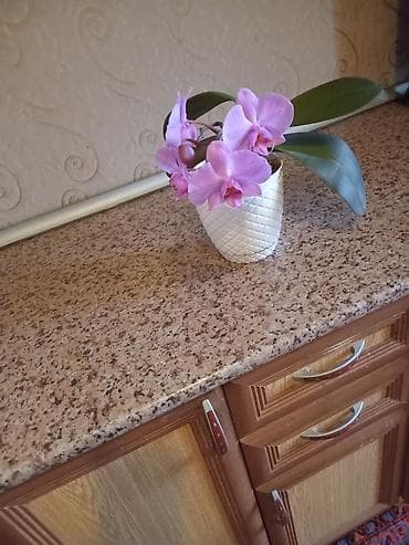 bitki guli: Filoden­dron (Phalaenopsis) orkide – açıq bənövşəyi çiçəklərlə - — 2