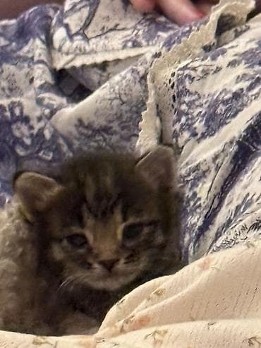 pışık: Срочно ищу любящую семью для двух чудесных котят! Котят бросила мама — 1