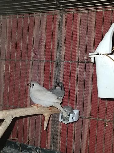 Satılır. zebra amadın balaları. iki eddedi. sağlam dene düşmüş