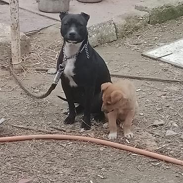 spits itleri: Pitbul — 1