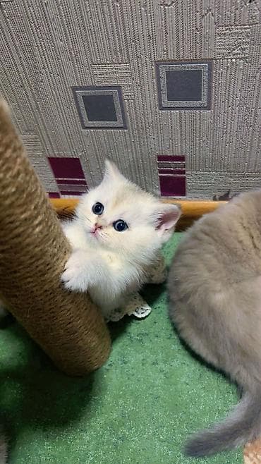 Британская