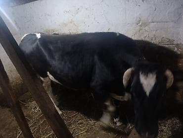 qusar inek: Əla kökdü arpa yarmasda olub — 3