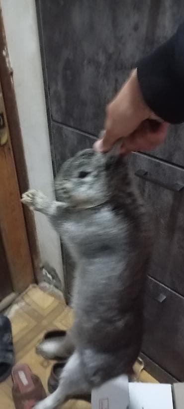 dovşanlar: Nər erkək dovşan Gümüş-boz rəngli ev dovşanı - Növ: ev dovşanı — 4