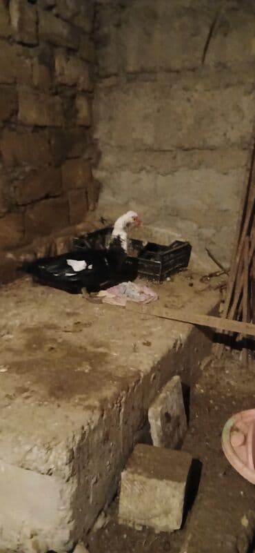 Balıq: Erkək, | Lal ördək, Ətlik — 6