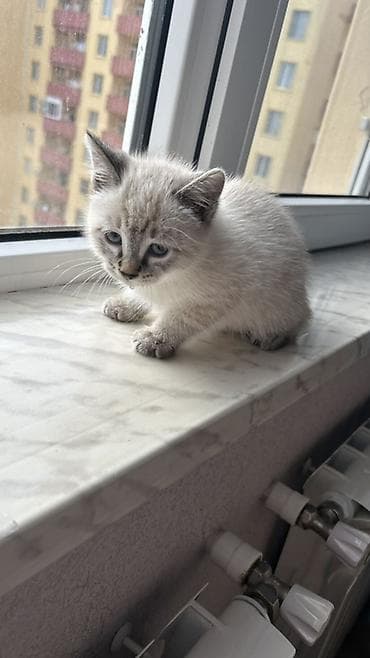 Pişiklər: Siam, Dişi, Yaxşı əllərə, Pulsuz çatdırılma — 4