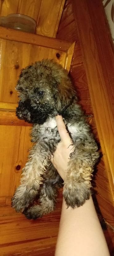 tap.az itlerin satisi: Pudel, 3 ay, Erkek, Ödənişli çatdırılma — 2