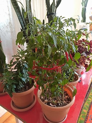 Букетные цветы: Ev otaq gülləri – bir neçə növ 5-50 manat arası qiymət - — 7