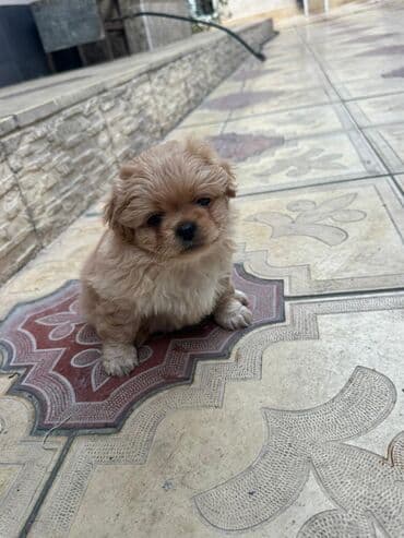 it cütləşdirmək: Pekines, 2 ay — 9