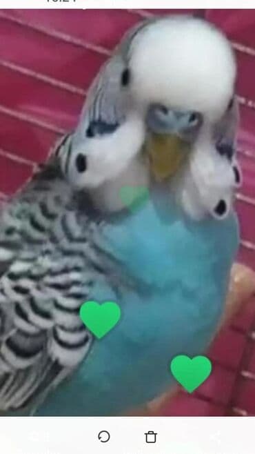 Mətbəx üçün digər texnika: 2 qapılı Nord Soyuducu Satılır, rəng - Ağ — 8