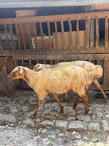 qara qoyun: Dişi, il: 4, 38 kq, Damazlıq, Ünvandan götürmə — 1