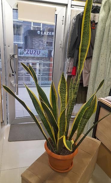 Bitki dərmanları: Sansevyeriya (Qayna­na dili) – dekorativ otaq bitkisi - Növ — 2