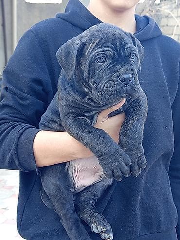 pudil iti satilir: Kane-Korso, 1 ay, Erkek, Sənədli, Ünvandan götürmə, Pulsuz çatdırılma, Rayonlara çatdırılma — 4