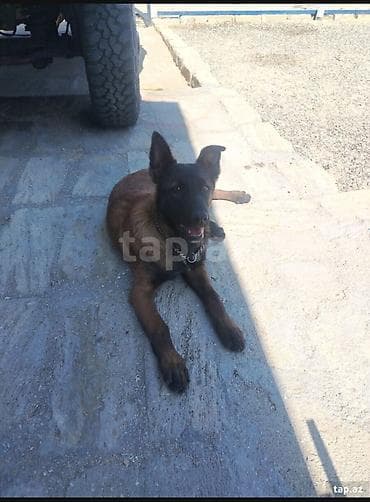 it sortları: Belçika çoban iti, 5 ay, Dişi, Ödənişli çatdırılma — 1