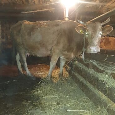 heyvan bazari inekler: Salam elekuma sagilan heyvan satilir. aparata da verdisdi. cins — 1