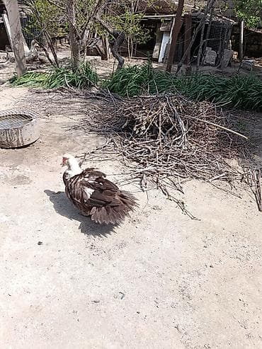 mandarinka ördeyi: Dişi, | Kuban, Yumurtalıq, Ünvandan götürmə — 3