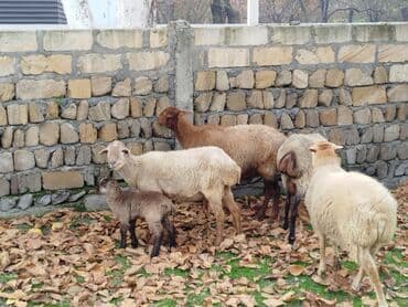 Qoyun sürüsü satılır. - Şəkillərdə müxtəlif rəngli (ağ, qəhvəyi, tünd — 3