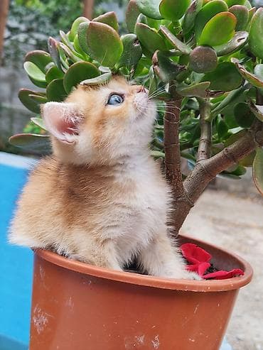 pisiy: Cins: Qızılı-ağ rəng çaları olan balaca pişik Təsvir: - Yumşaq, sıx — 3