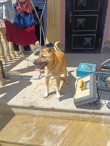alman afçarka iti: Qurdbasar, 5 ay, Erkek — 2