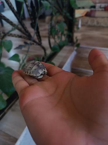Птицы: Salam tısbağa balası satılır bu sentyabr ayında çıxıb.Son 1 ədəd — 4