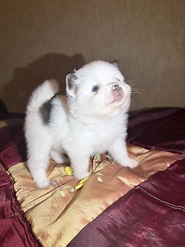 heyvanların cütləşməsi: Şpitz, 2 ay, Dişi — 7