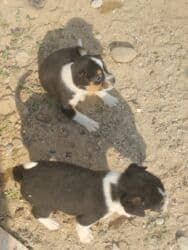 ov itler: 1 ay, Dişi, Ünvandan götürmə — 5