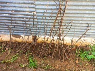 xar tut agaci satilir: Qara əncir ağacları satılır — 1