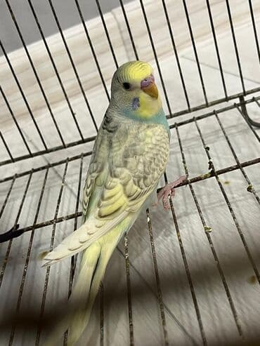 Heyvanlar üçün mallar: Volnist erkey balalar ələ öyrədməy vaxtlarıdı ünvan Fatmayı — 4