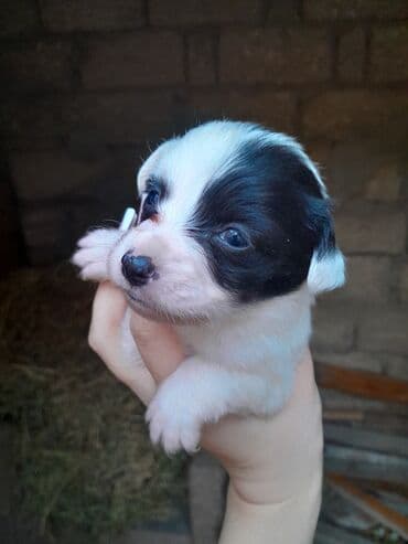 акита ину баку: Звонок, 2 месяца, Самка, Самовывоз — 1