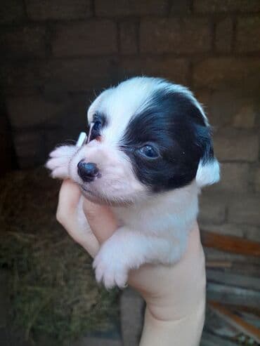 cibus itleri: Zvonok, 1 ay, Dişi, Ünvandan götürmə — 8