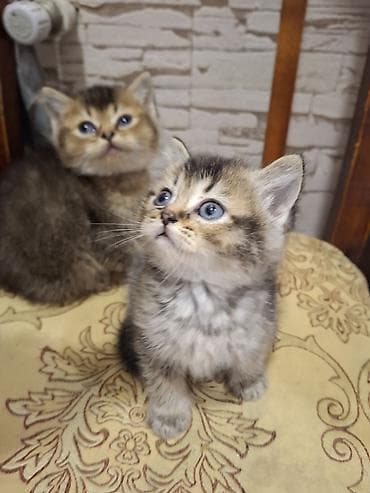 pişik latok: Britan, Dişi, Yaxşı əllərə — 3