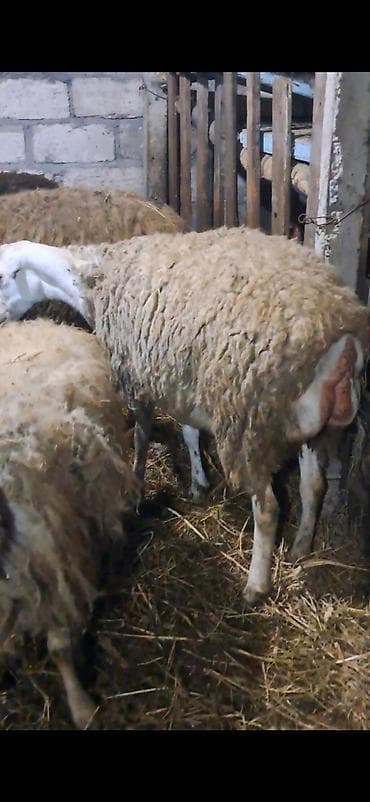 quzu qiyməti: Məhsul: Ana qoyun 2 kuzusu ilə 5 ci balalaridi basqa ekiz ve tek — 7