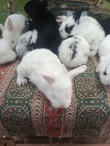 bildircin balası: Dovşan yemi 1kq 2-azn Bala Dovşanlar 5-azn Topdan Tək tək satışı 10 — 8