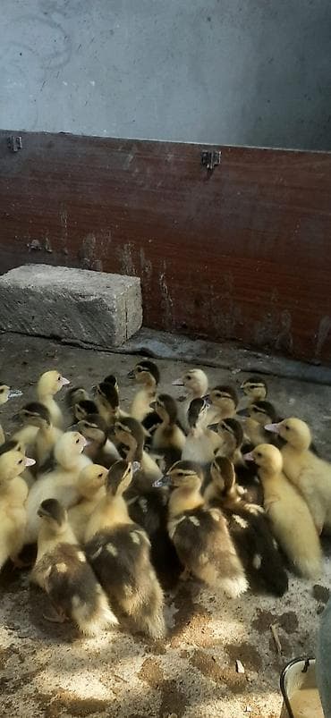 Утки: Lal őrdey balası 21 gůnlůydů bazarda 2 gůnlůyů 6 manata veriller — 1