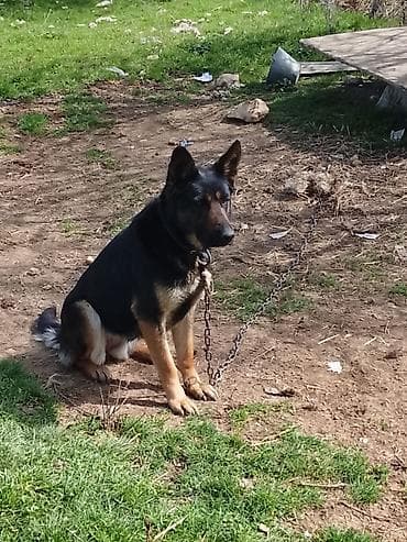 ucuz keci: Alman çoban iti, 7 ay, Dişi — 1