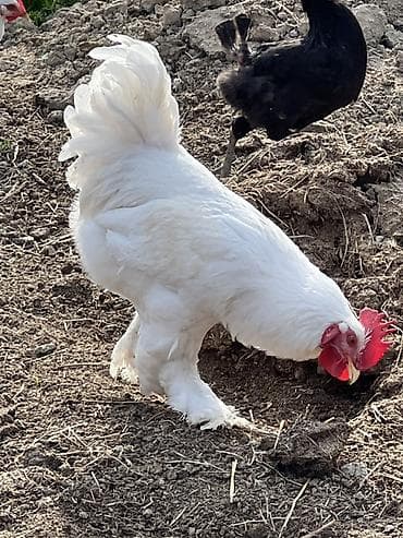 toyug xoruz: Ağ rəngli, saqqallı və ayaqları tüklü xoruz Saıam bunu özum — 2