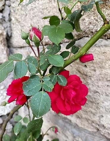 Dırmaşan qızılgül kolları – parlaq qırmızı, iri, çox ləçəkli çiçəklər