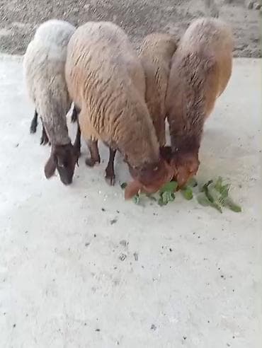 4 baş heyvandır Qala ci sidi 2 erkək 2 dişidi Dişinin biri 100 də 50