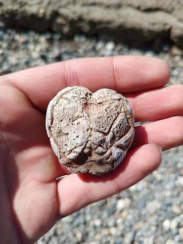 matras tək: 🔥 Milyon İllik Dəniz Kirpisi Fosili – Nadir Tapıntı! Satılır təbii — 4