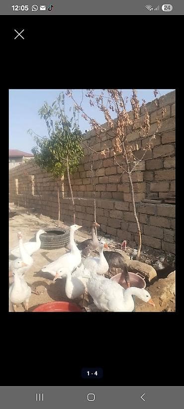 Qaz dəstəsi – ağ və boz rəngli yerli ve linda. kuban qazi 8 aylq lalafo.az -da Qaz dəstəsi – ağ və boz rəngli yerli ve linda. kuban qazi 8 aylq