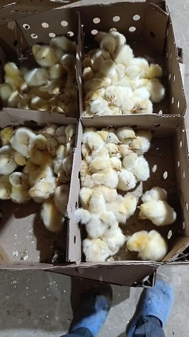 ag itler: Qəmbəri Xarkov temiz qan lider 55 sereblis. 2 sort quban 308 yerli — 3